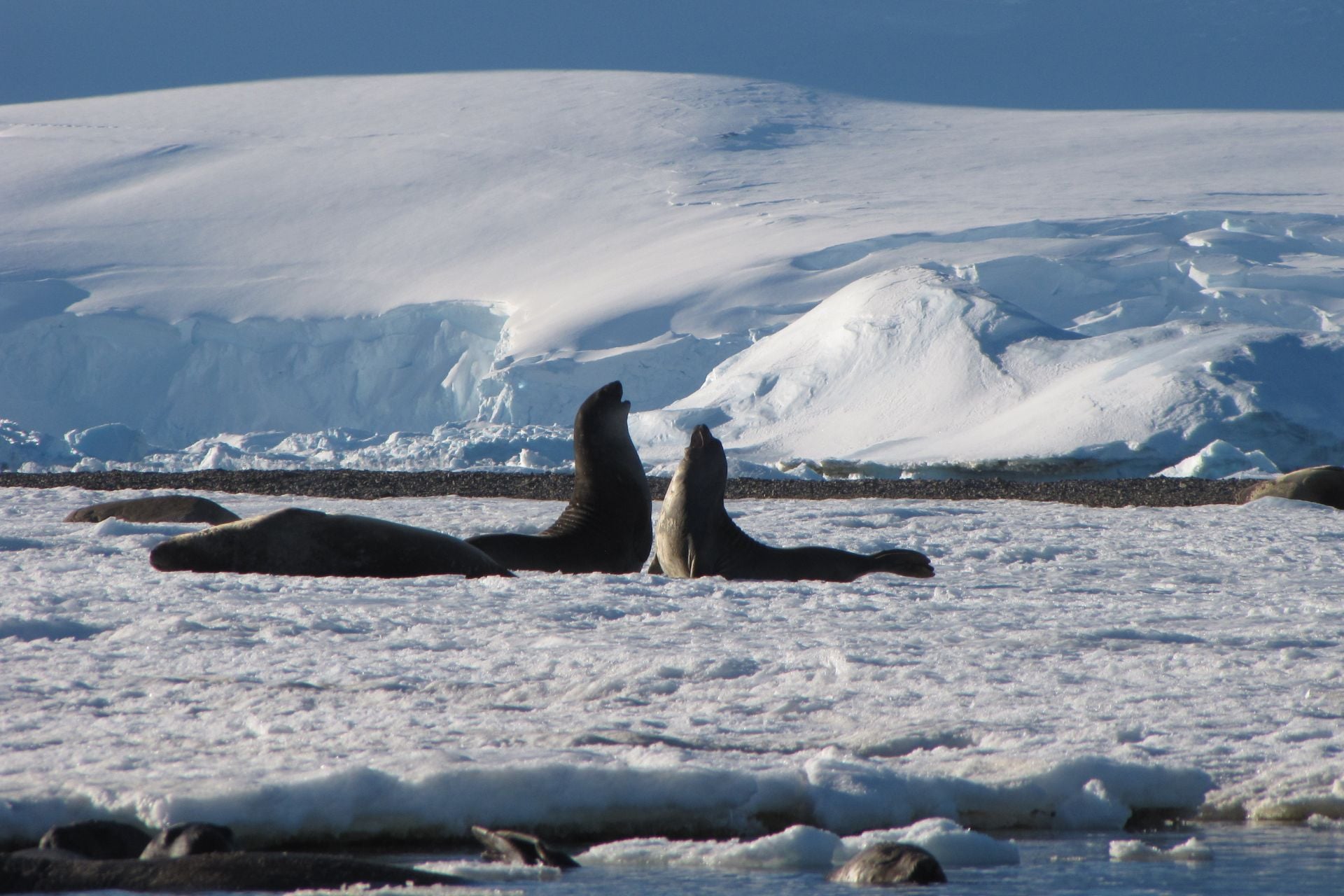 Young elephant seals on the Antarctic Peninsula 