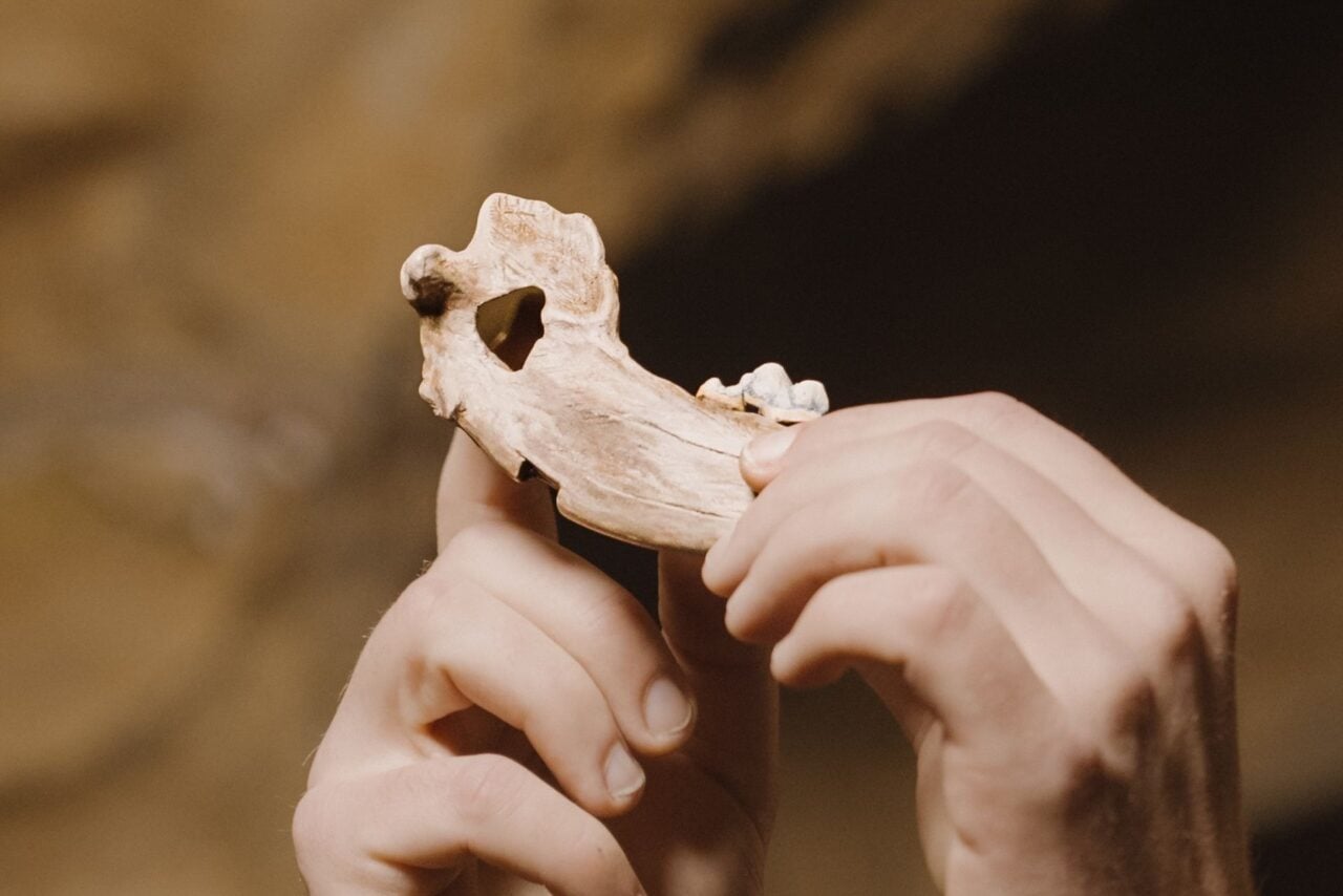 Ancient Dogs Europe Domestication Humans