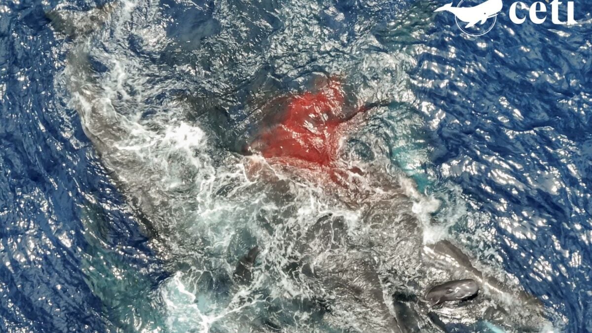 Unprecedented Images Show Sperm Whales Acting as Midwives to Help a Mom Give Birth