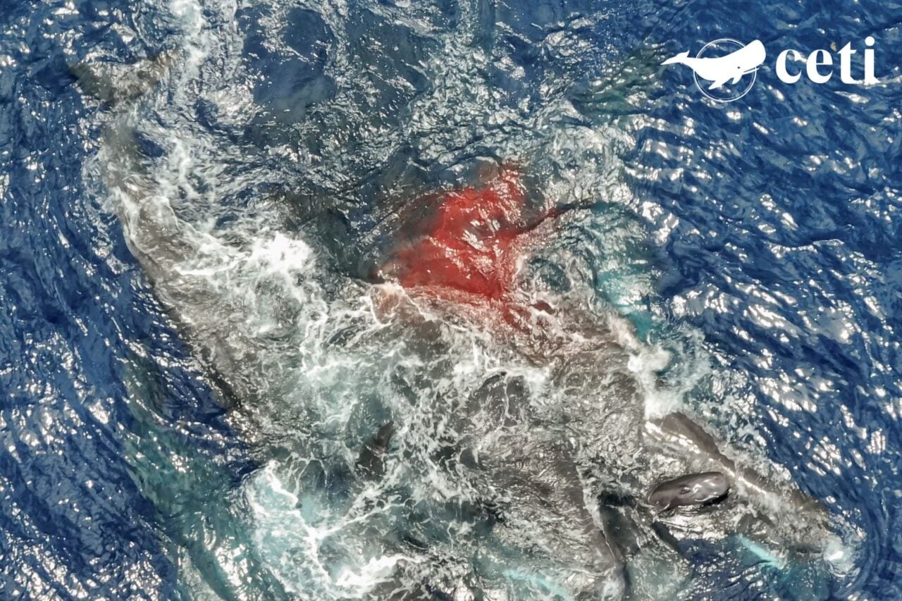 Unprecedented Images Show Sperm Whales Acting as Midwives to Help a Mom Give Birth