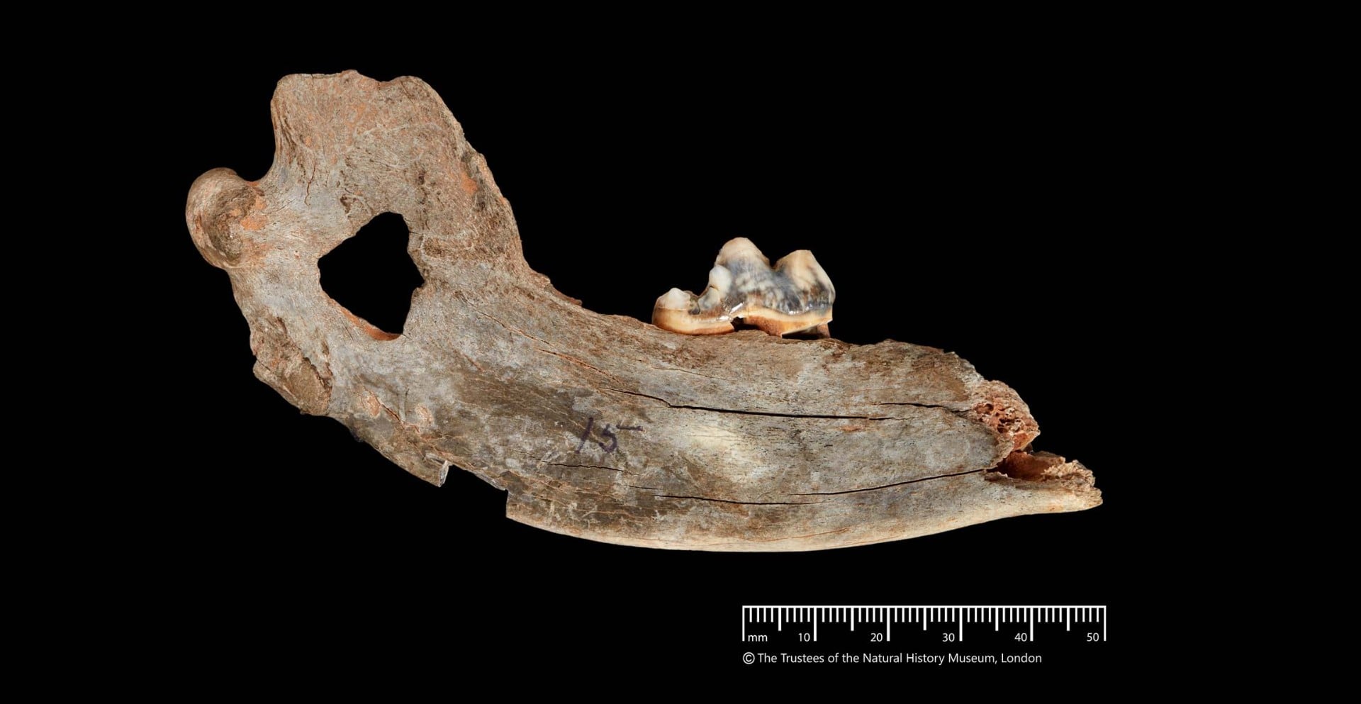 A photo of the jawbone of an ancient dog found at Gough's Cave in the UK.