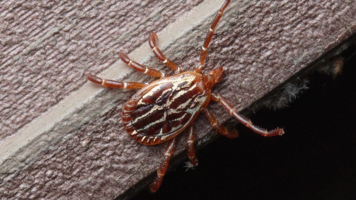 Bloodsucking Ticks Can Survive Inside Your Home Longer Than You Might Think