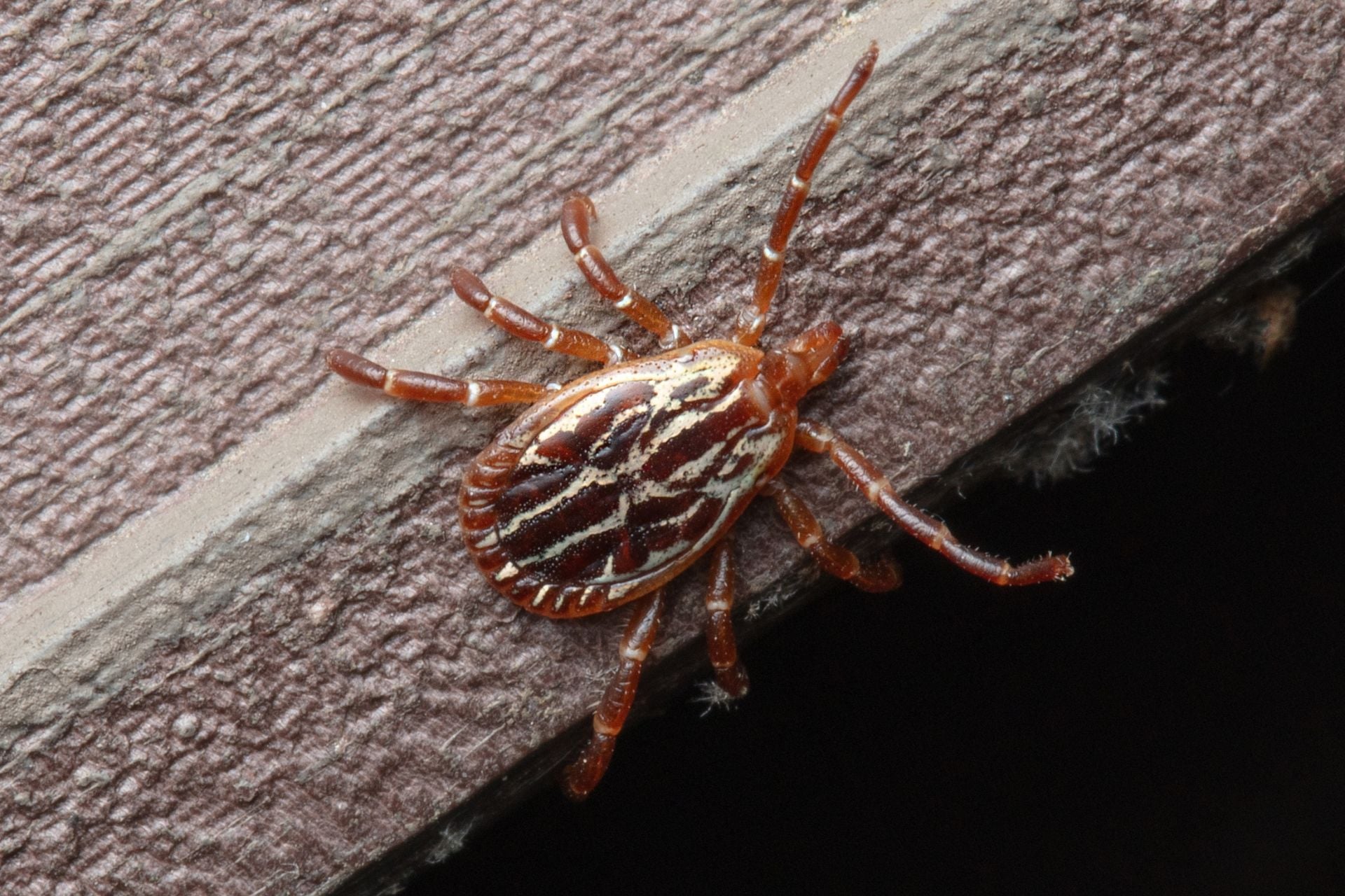 A Gulf Coast tick (Amblyomma maculatum) crawling on a plastic surface.