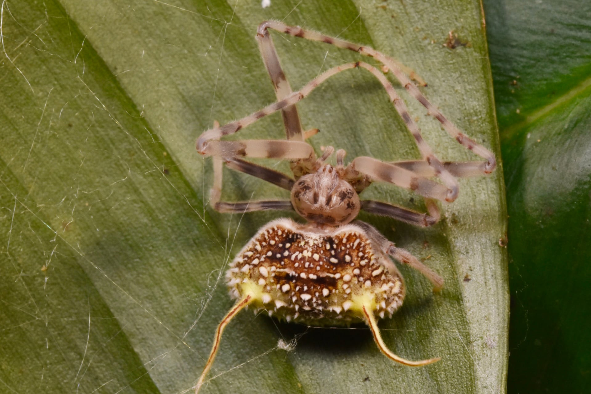 Above, the newly identified 'Taczanowskia waska' spider in Ecuador, with yellow tendrils on its body disguised as flesh-eating 'gibellula' fungi. Experts said the spider was found on a leaf.