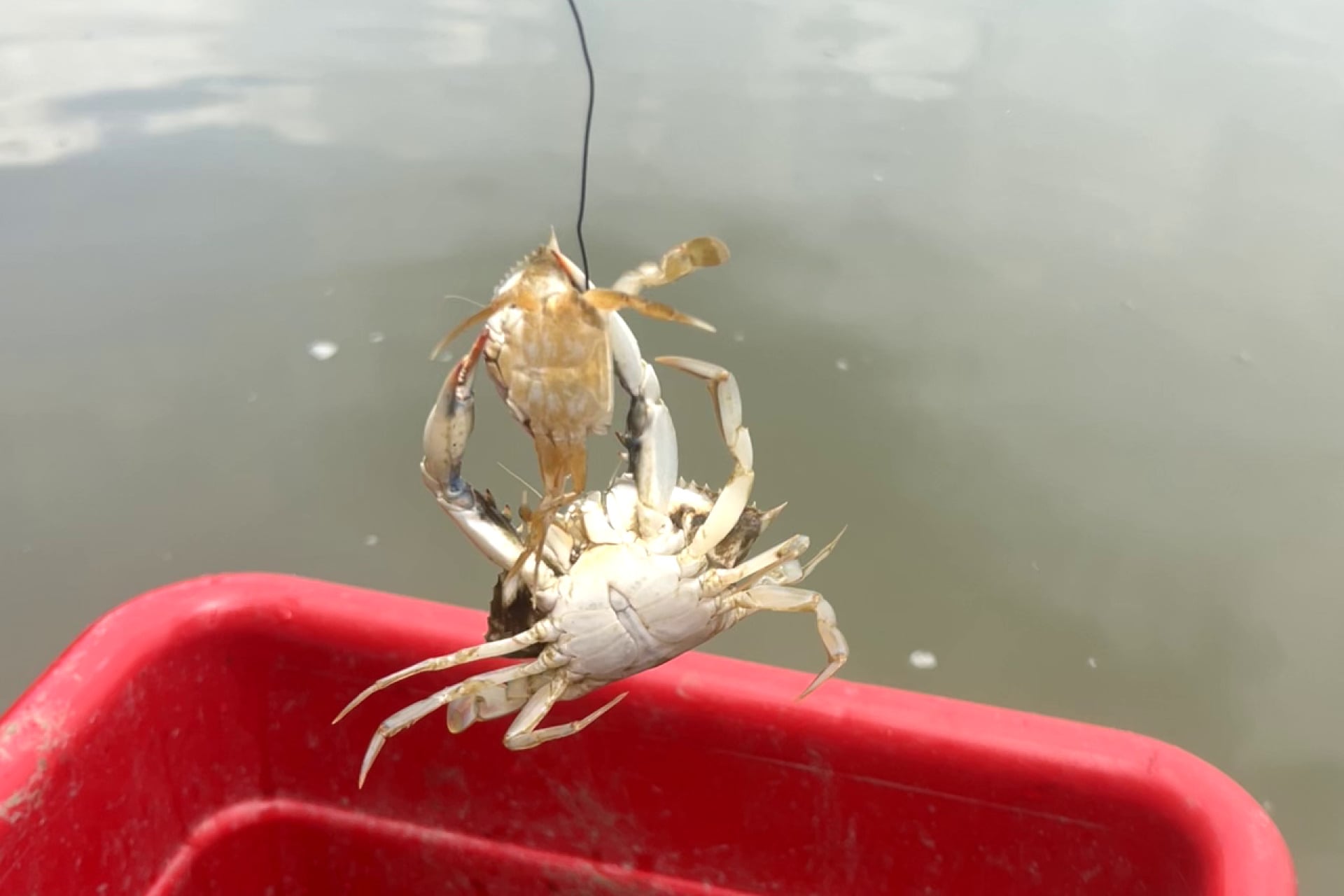 An adult male blue crab attempts to cannibalize a smaller blue crab on a tether.