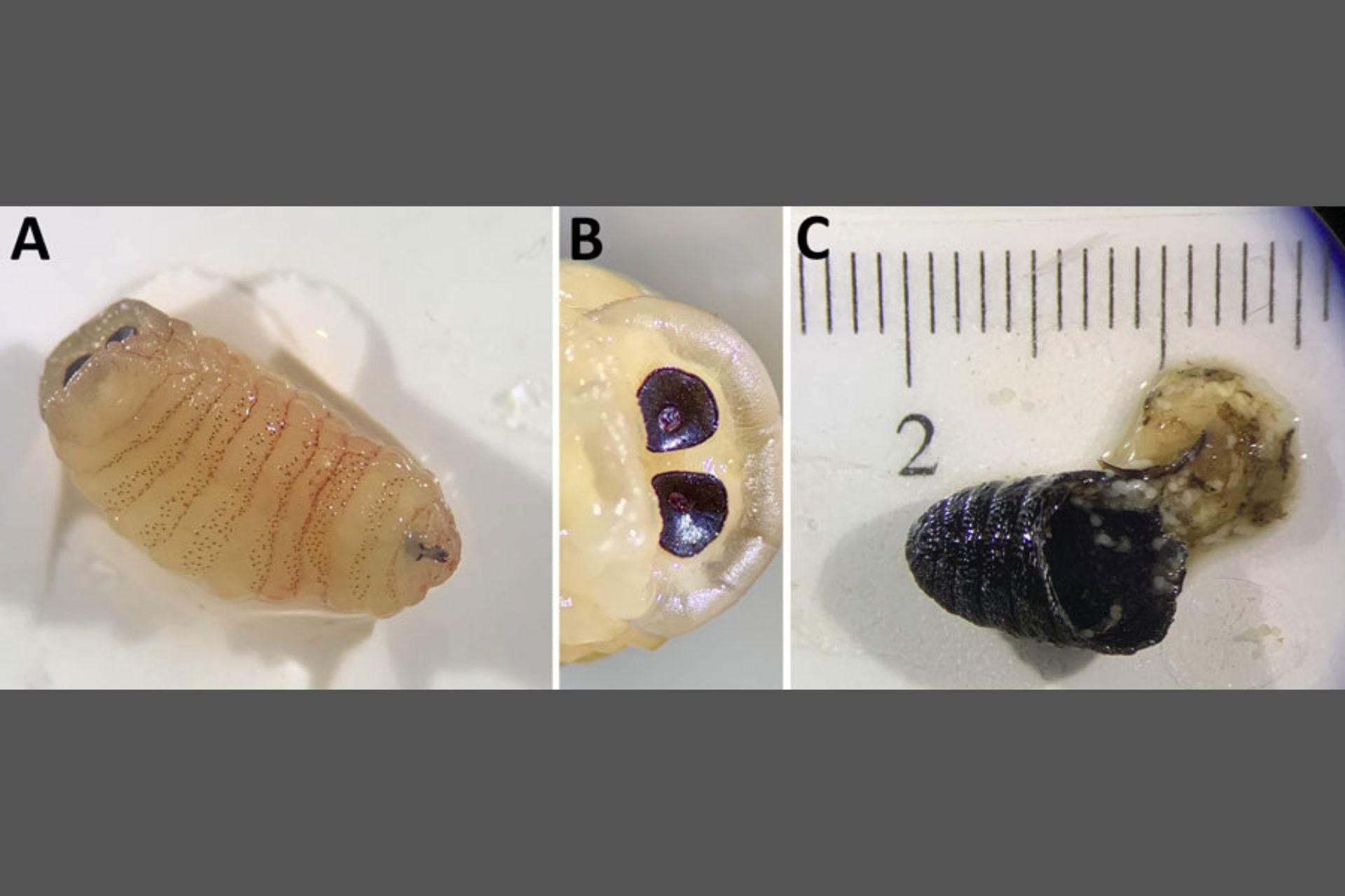 Images A and B show one of the third stage larvae extracted from the woman's sinuses; C shows the pupated fly.