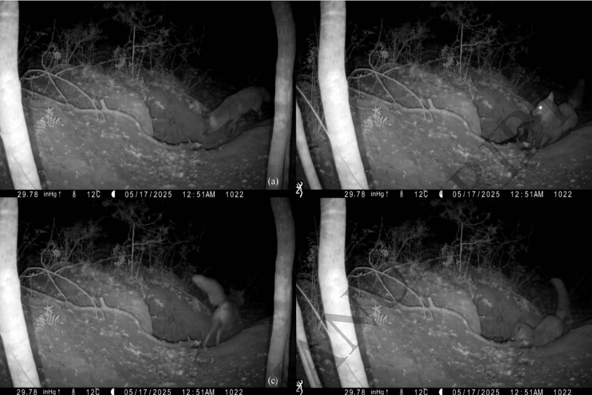 Four camera-trap frames capture a red fox preying on a wolf pup.