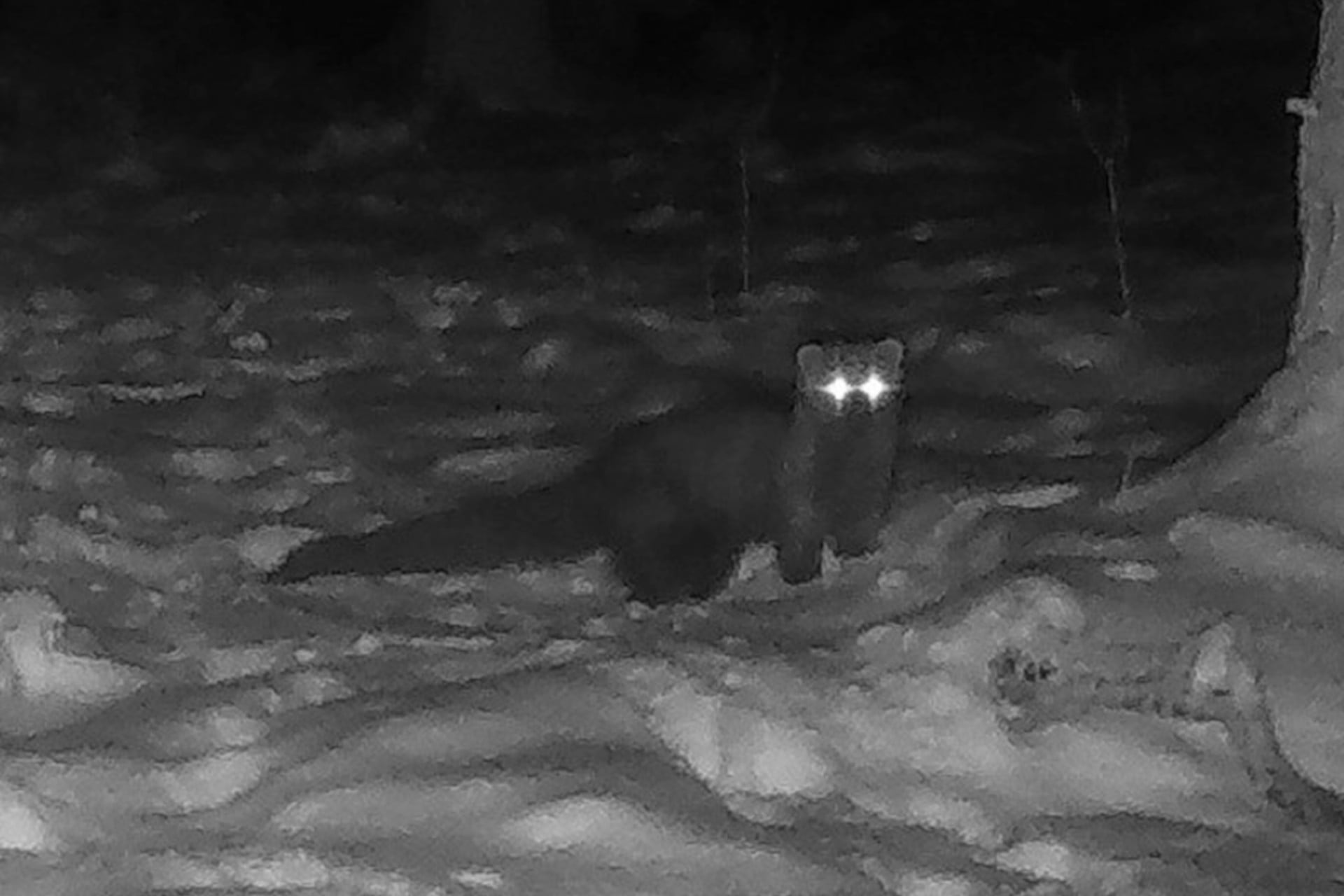 The rare fisher as seen with a camera trap.