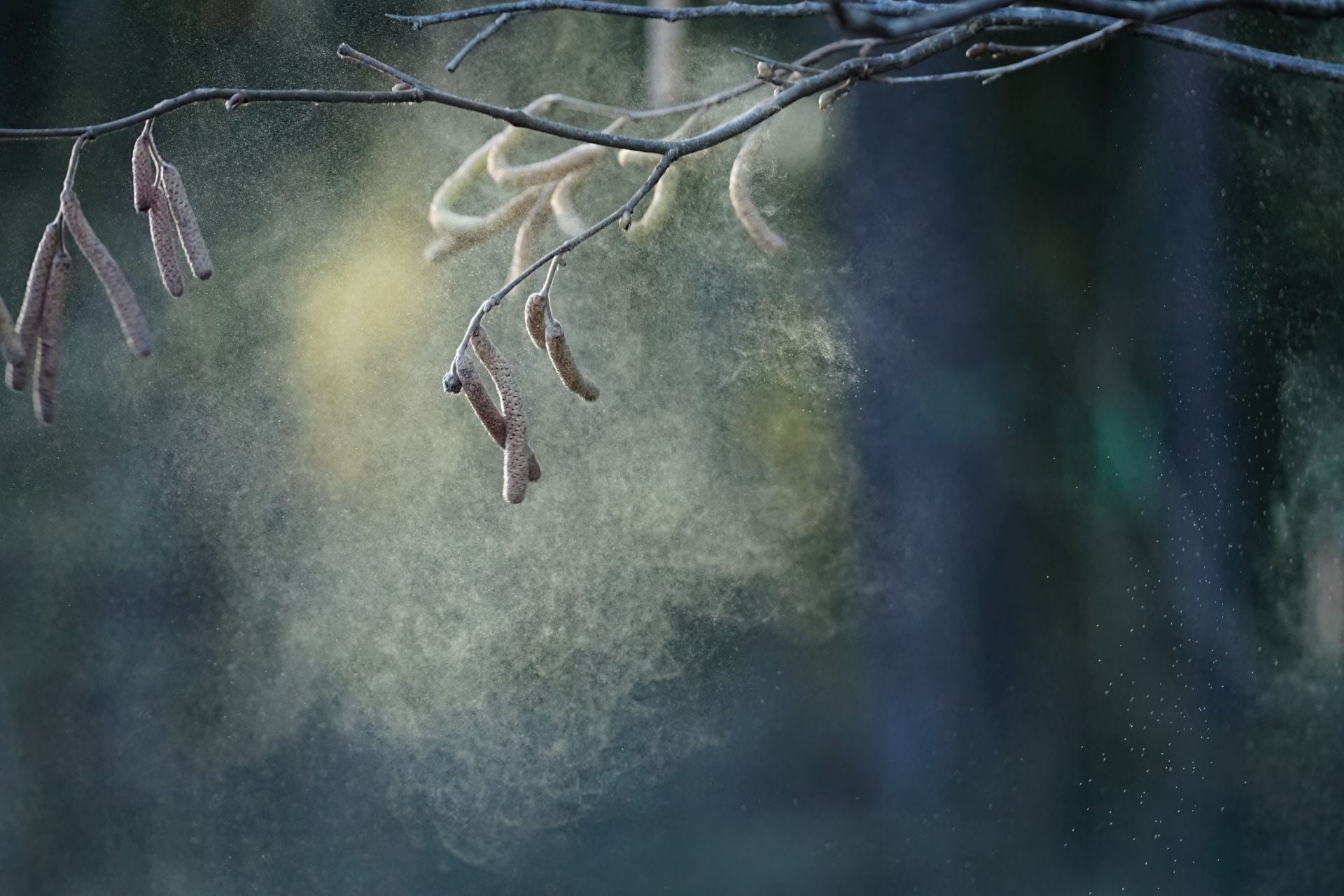 Hazel plants in bloom, releasing pollen. 