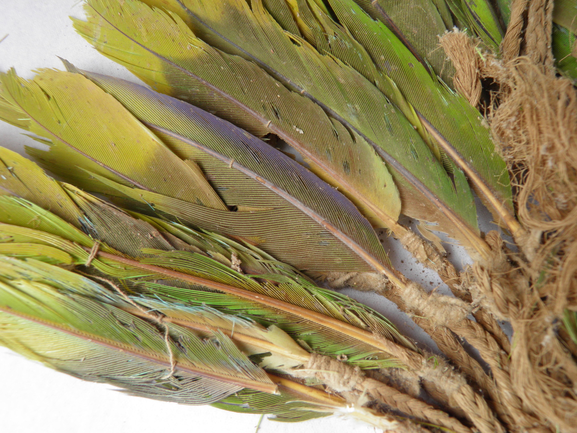 Ancient feathers found in the Ychsma tomb in Pachacamac.