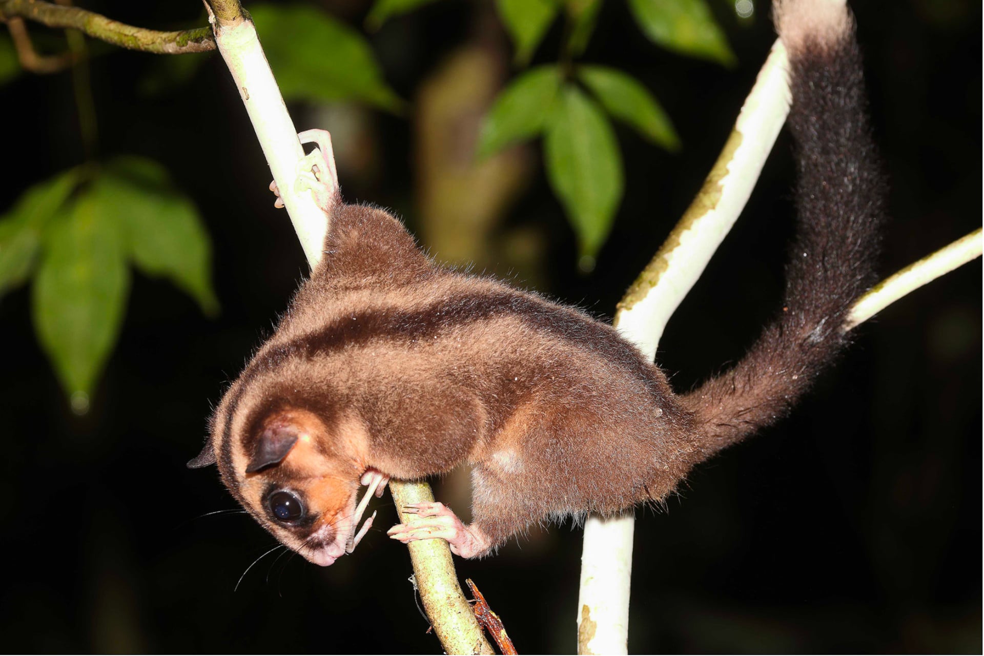 A rare photograph of a living and very much, not extinct female Pygmy Long-fingered Possum, snapped in the Klalik area of New Guinea's Vogelkop Peninsula.