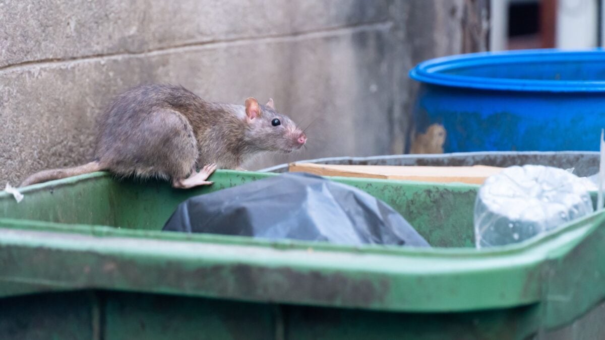 The Not-So-Simple Truth About Rats, Roaches, and the Other Urban 'Pests' We Made