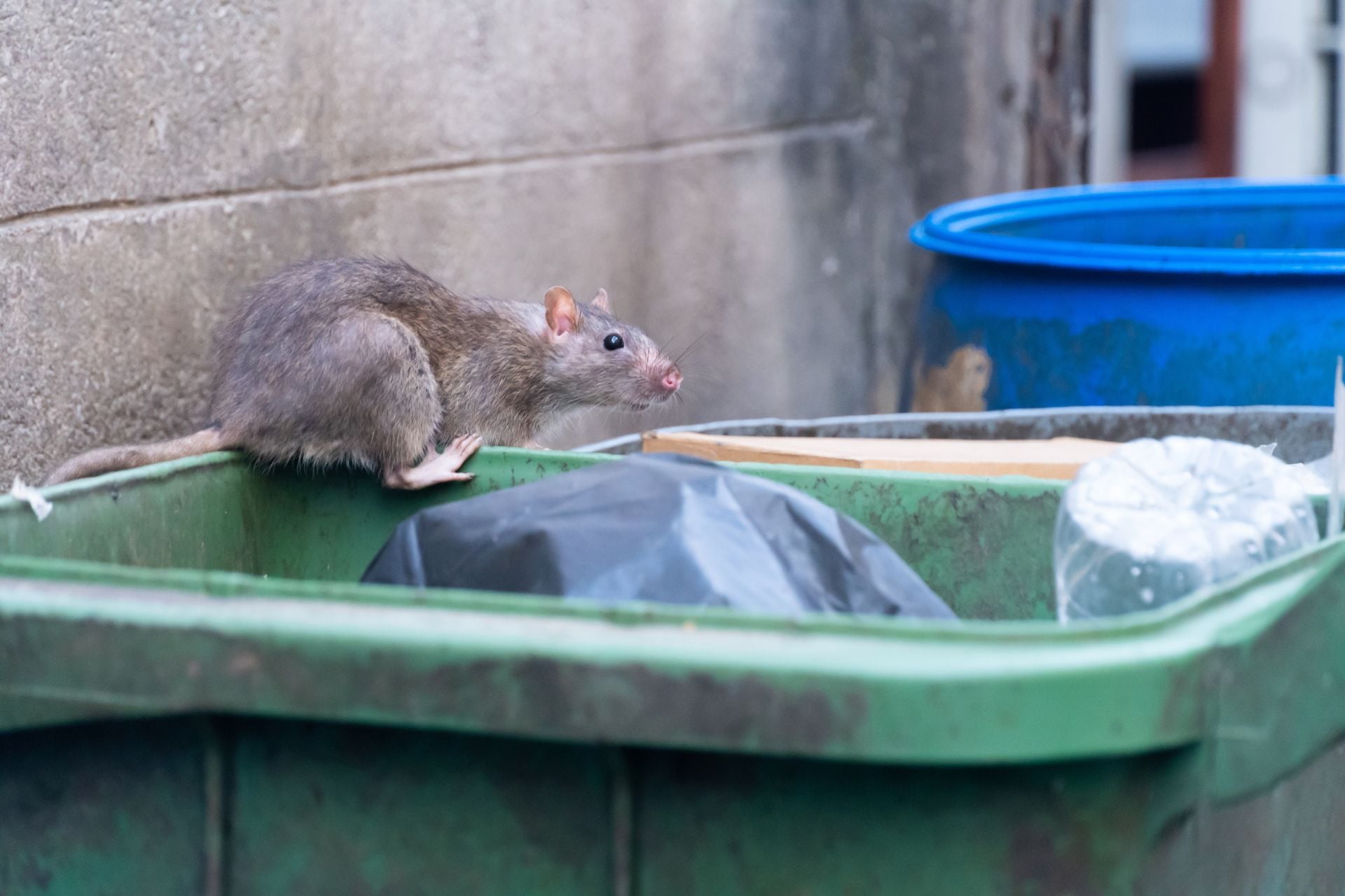 A rat in a trash receptacle.