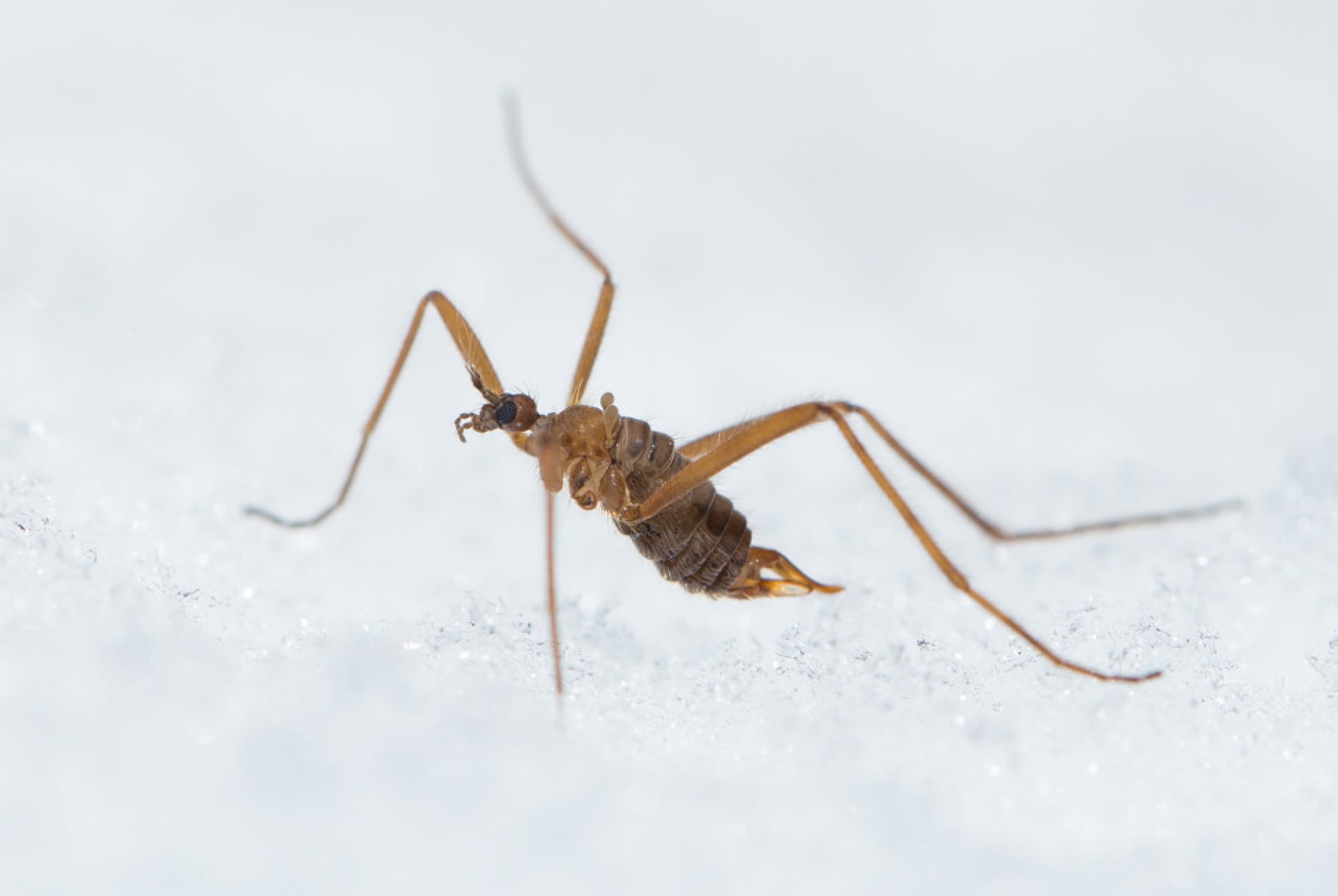 The first study to sequence the snow fly’s genome shows the insects use a surprising combination of strategies to survive in freezing conditions. 