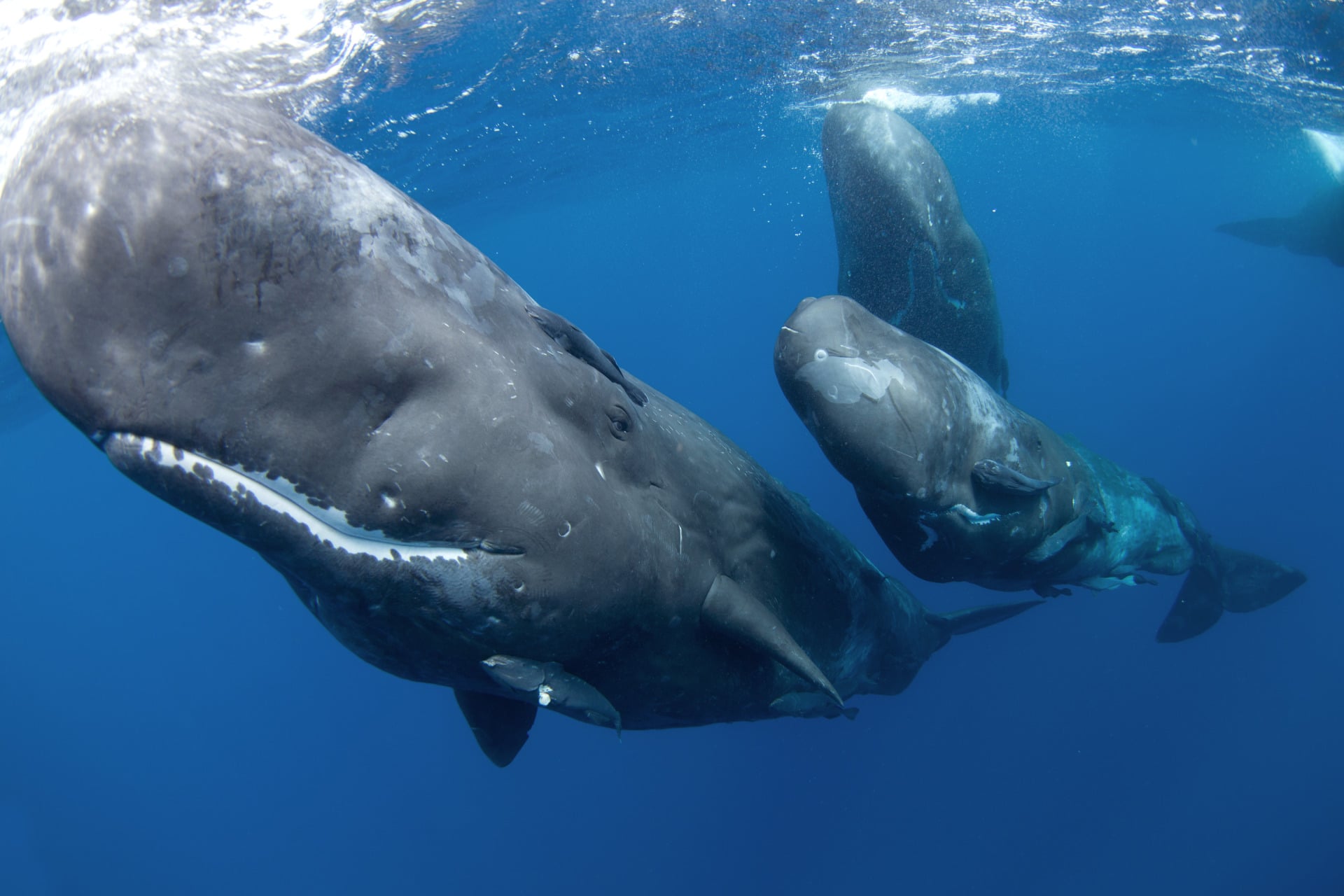 Sperm whales swimming in the Indian Ocean. The photograph is not directly related to the study.