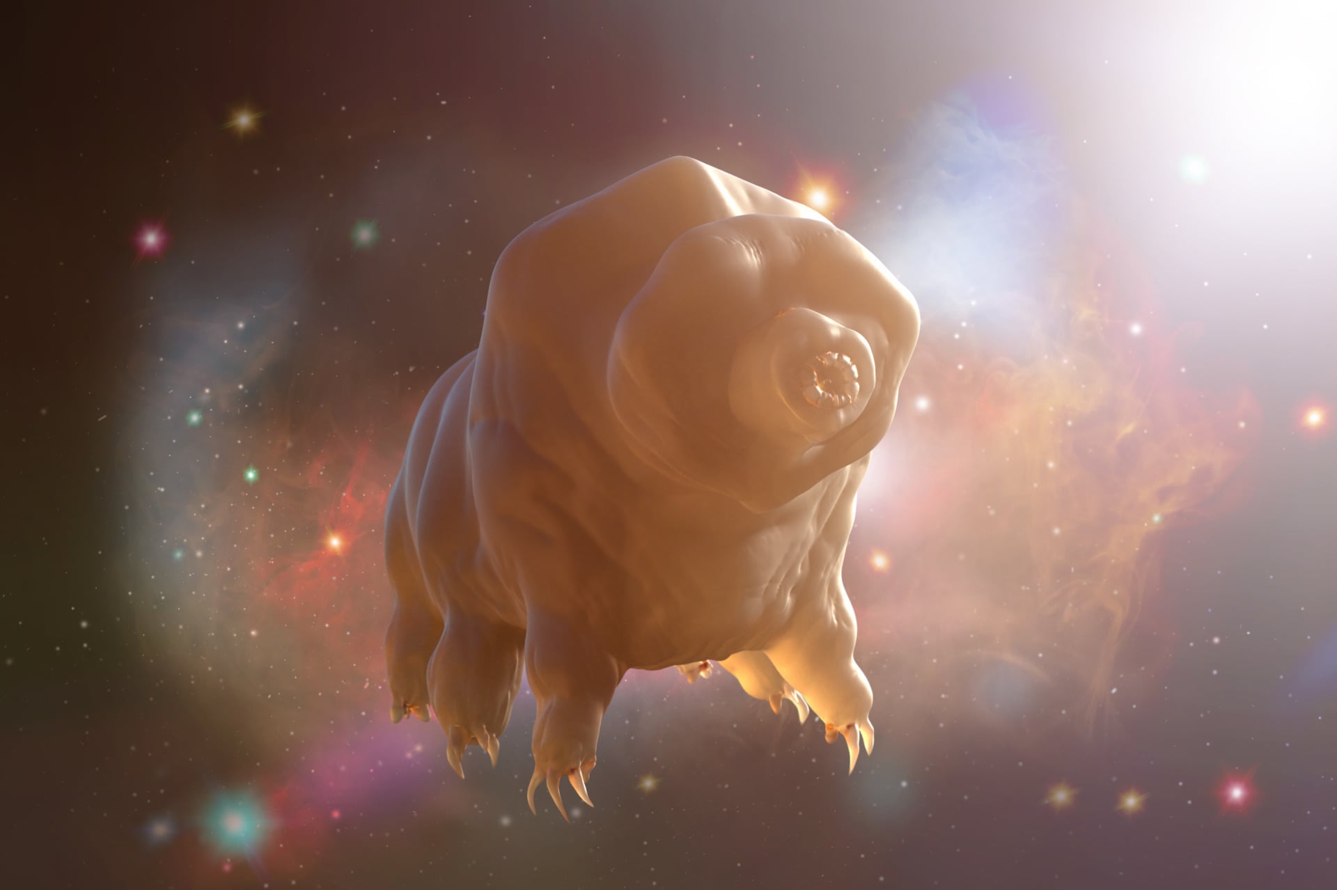 Scientists Finally Discover a Limit to Tardigrades' Incredible Resilience