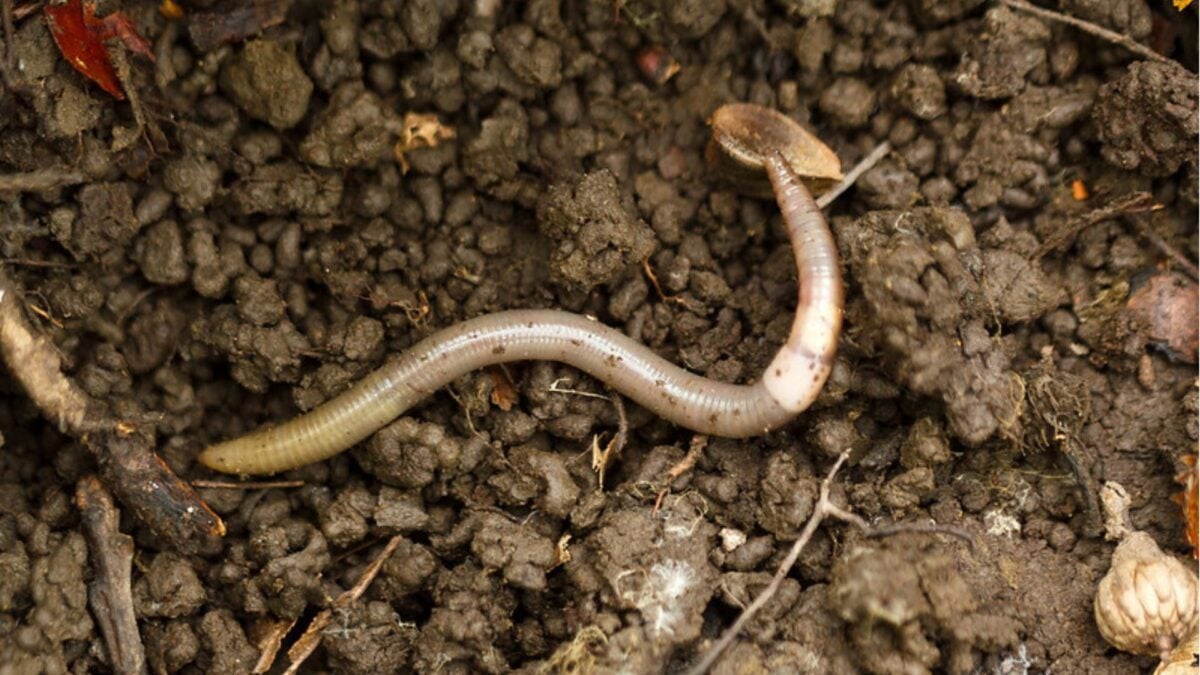 ‘Jumping Worms’ Are Spreading Across the US—and Could Wreck Ecosystems