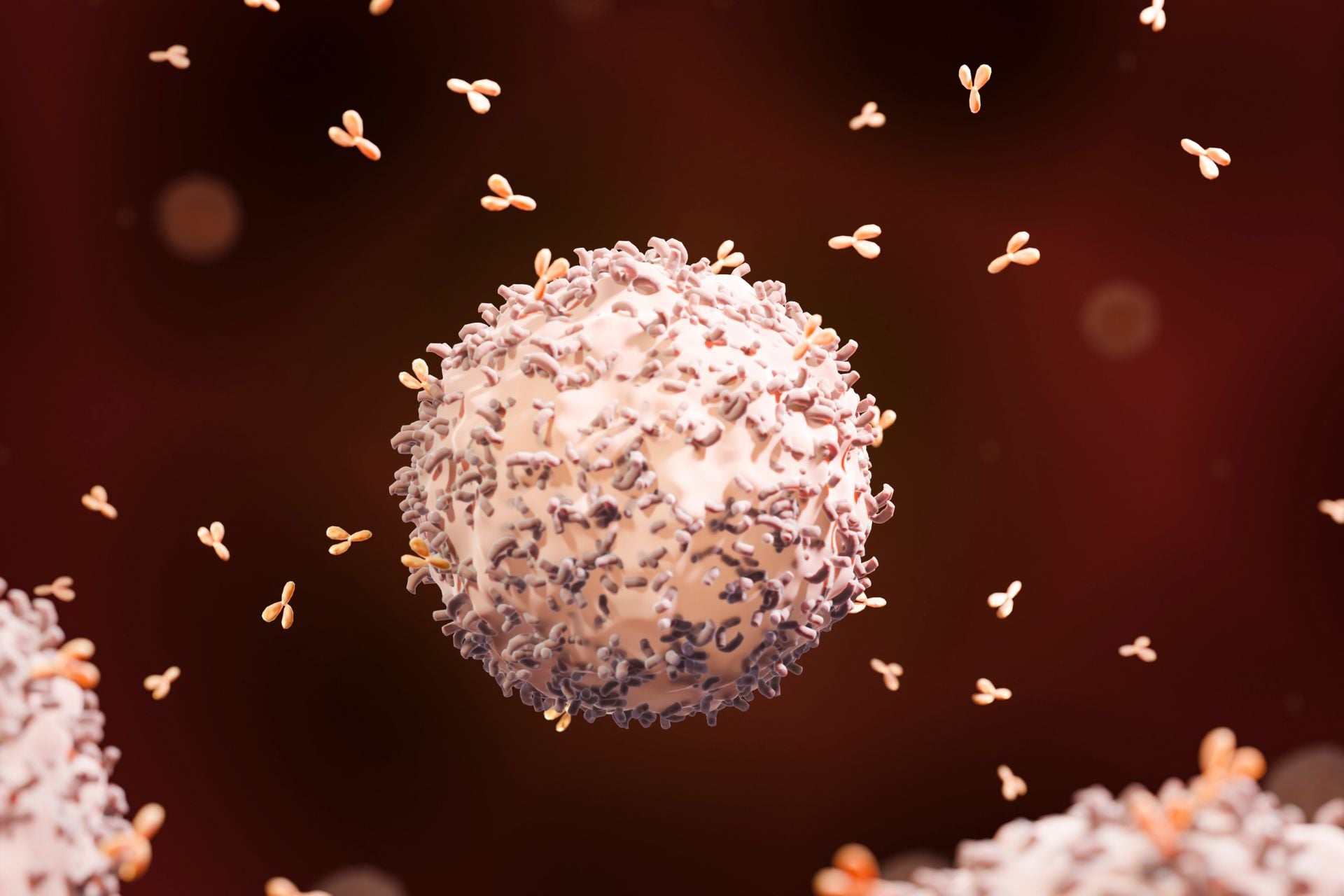 An illustration of a B cell releasing antibodies.