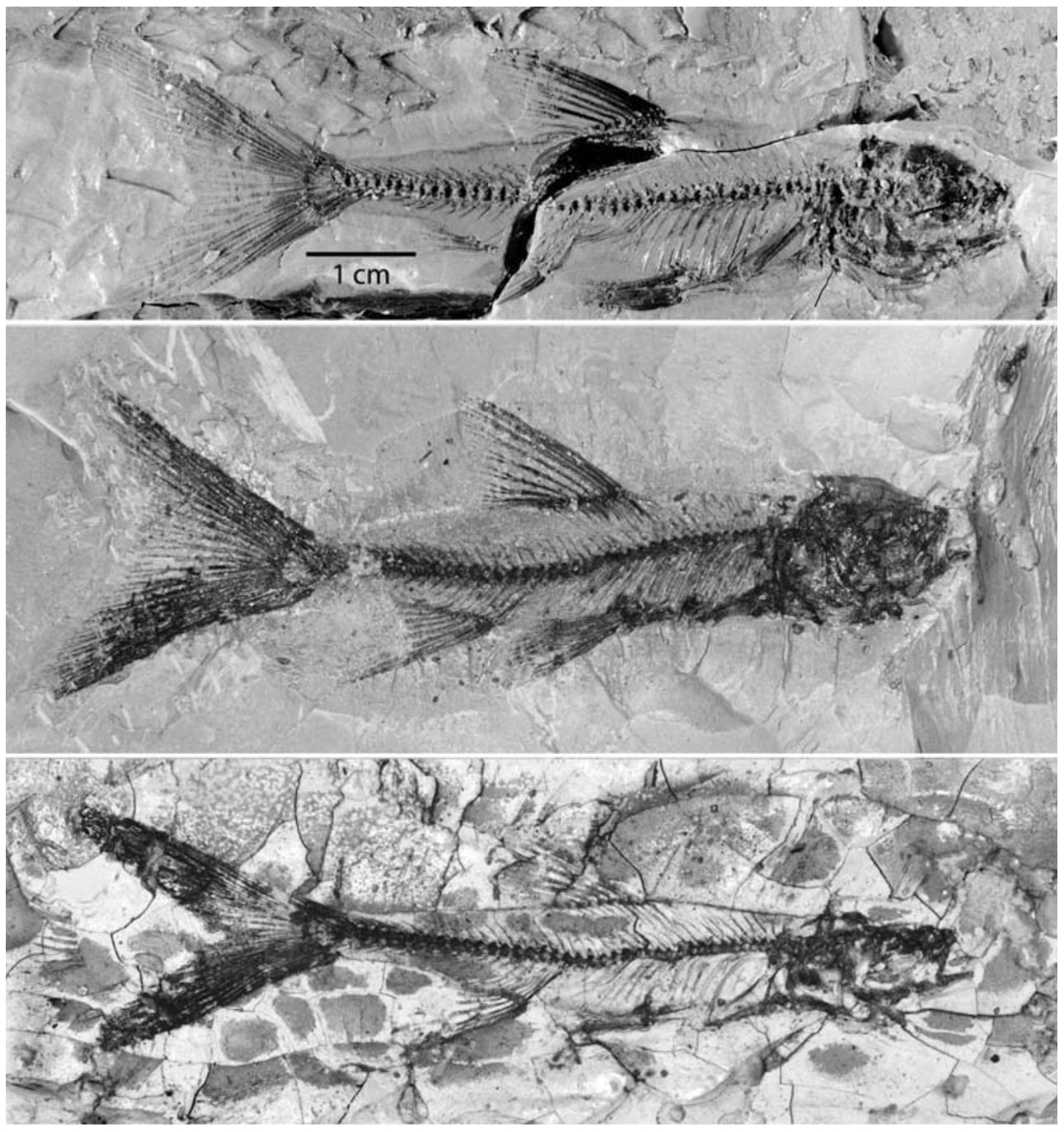 Bidahochi formation fish fossils