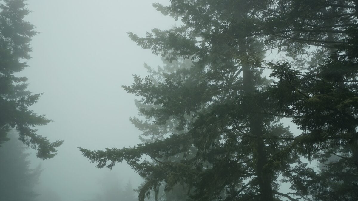 Fog Has Always Been Shrouded in Mystery. Our Window to Figure It Out May Be Closing