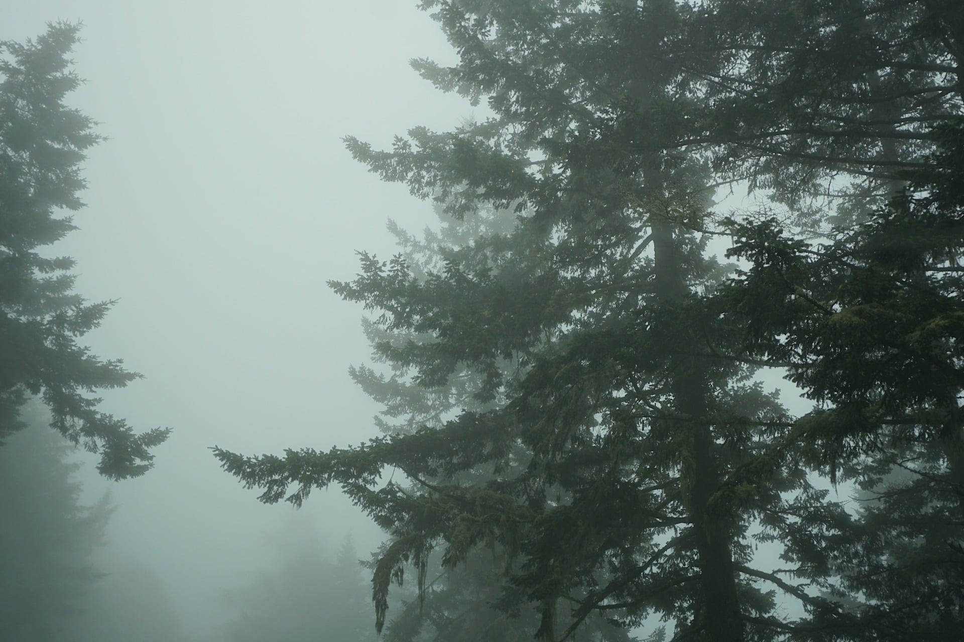 Above, a photo of fog cover over a California woodland, taken in 2018.