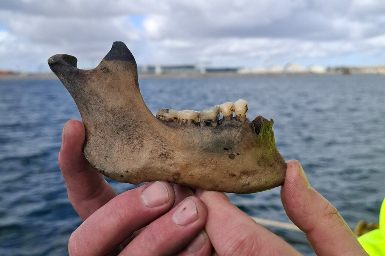 Dannebroge Human Lower Jaw