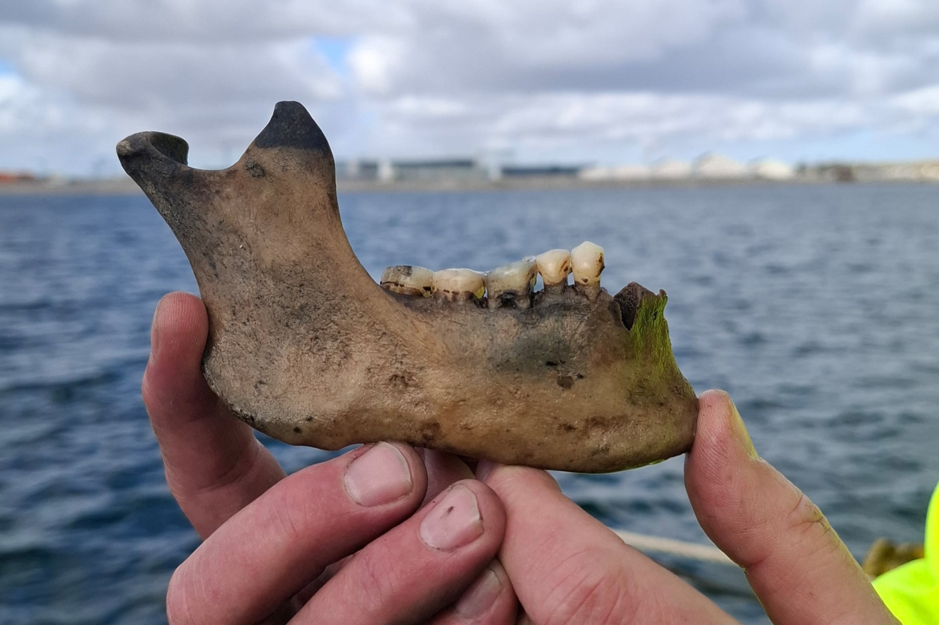 A human lower jawbone recovered from the shipwreck of Dannebroge