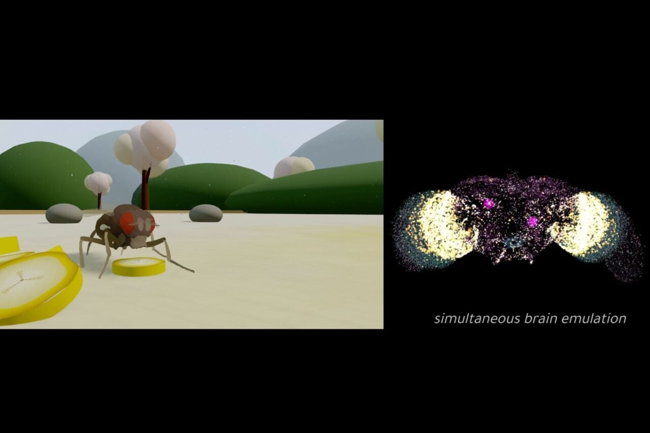 Eon Systems' virtual fly