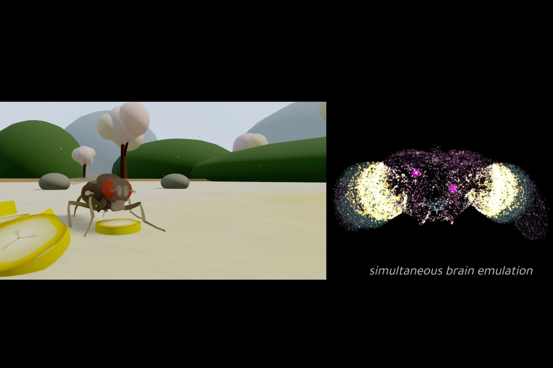 Eon Systems' virtual fly