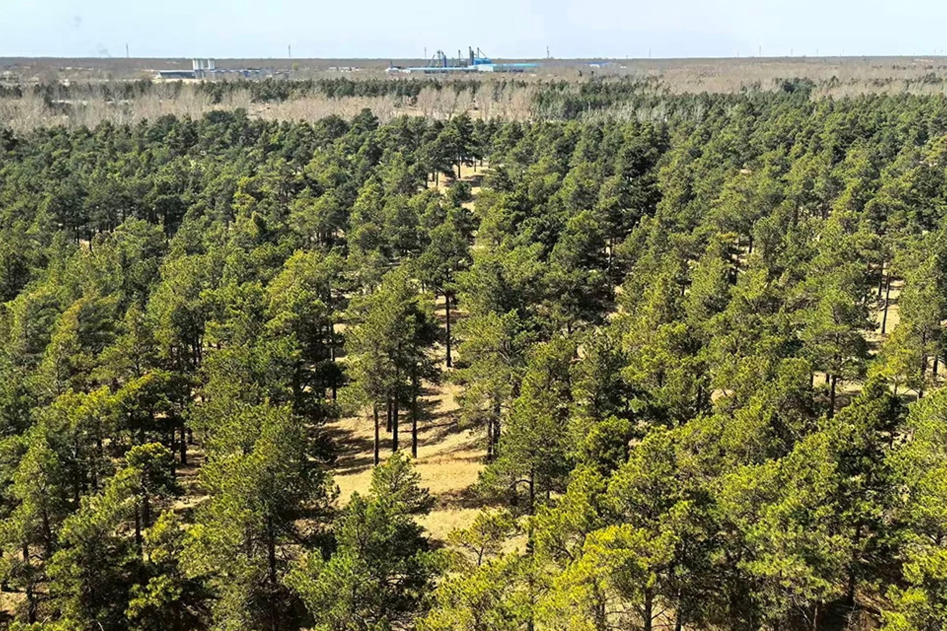 Above, a successfully afforested area of medium-sized trees in China's northwestern Taklamakan desert today.