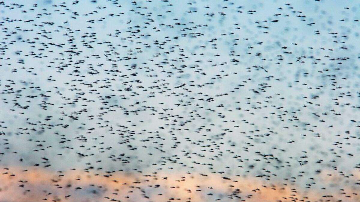 Iceland Just Got its First Mosquitoes. Scientists Aren’t&hellip;