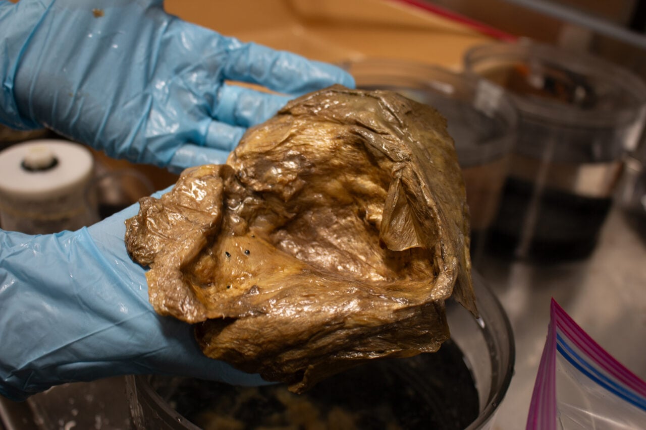 Scientists Finally Solve Mystery of ‘Golden Orb’ Found on Alaskan Seafloor