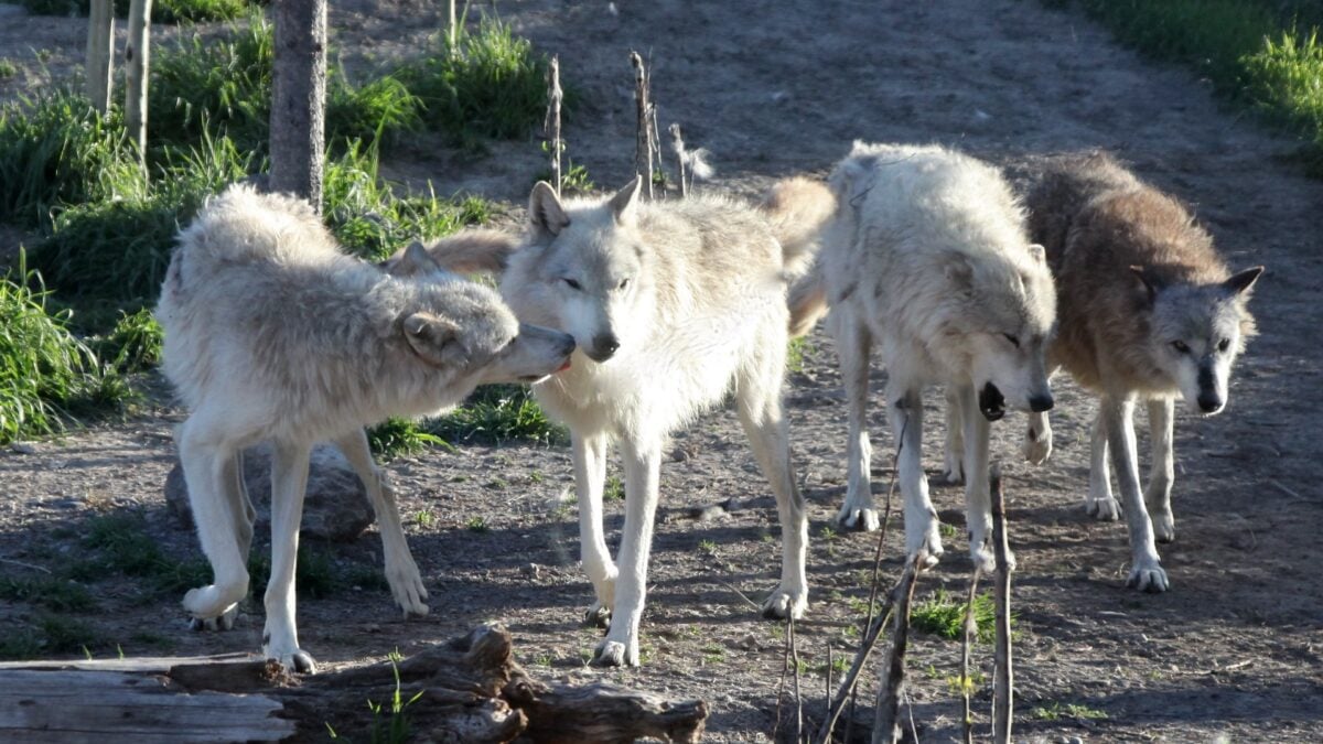 Chernobyl’s Wolf Population Is Now 7 Times Higher Than Before the Disaster