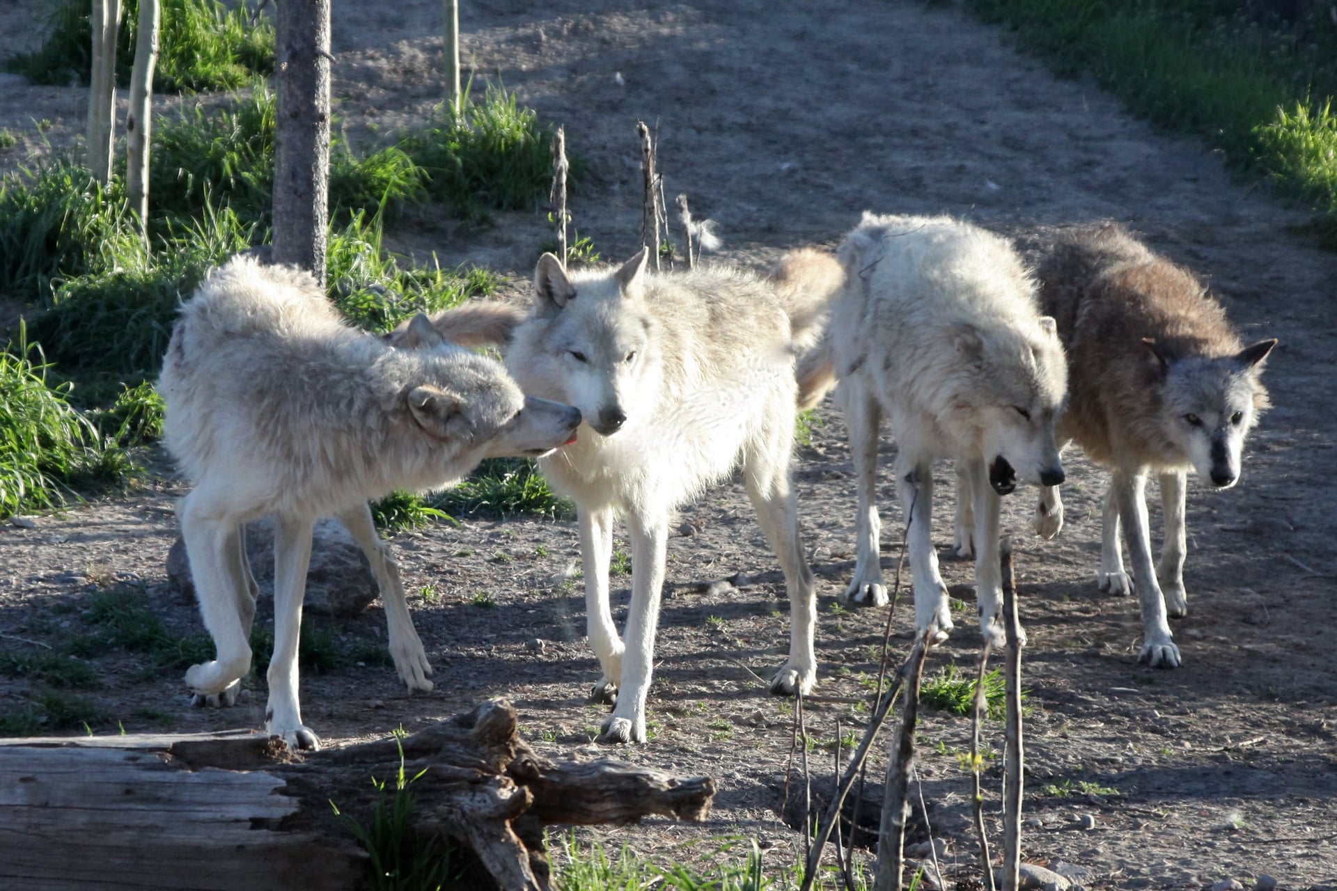Researchers studied genetic divergences between Chernobyl’s thriving gray wolves and related gray wolves in Yellowstone National Park, like the pack above.