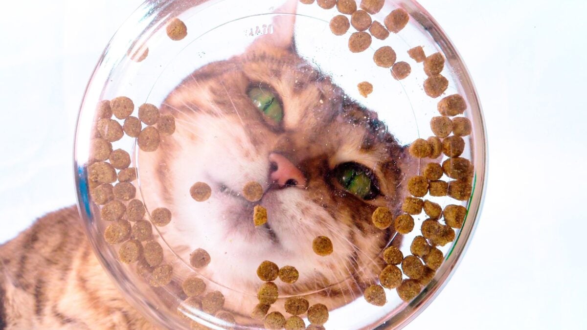 Scientists Think They’ve Finally Discovered Why Your Cat Never Finishes Its Meal