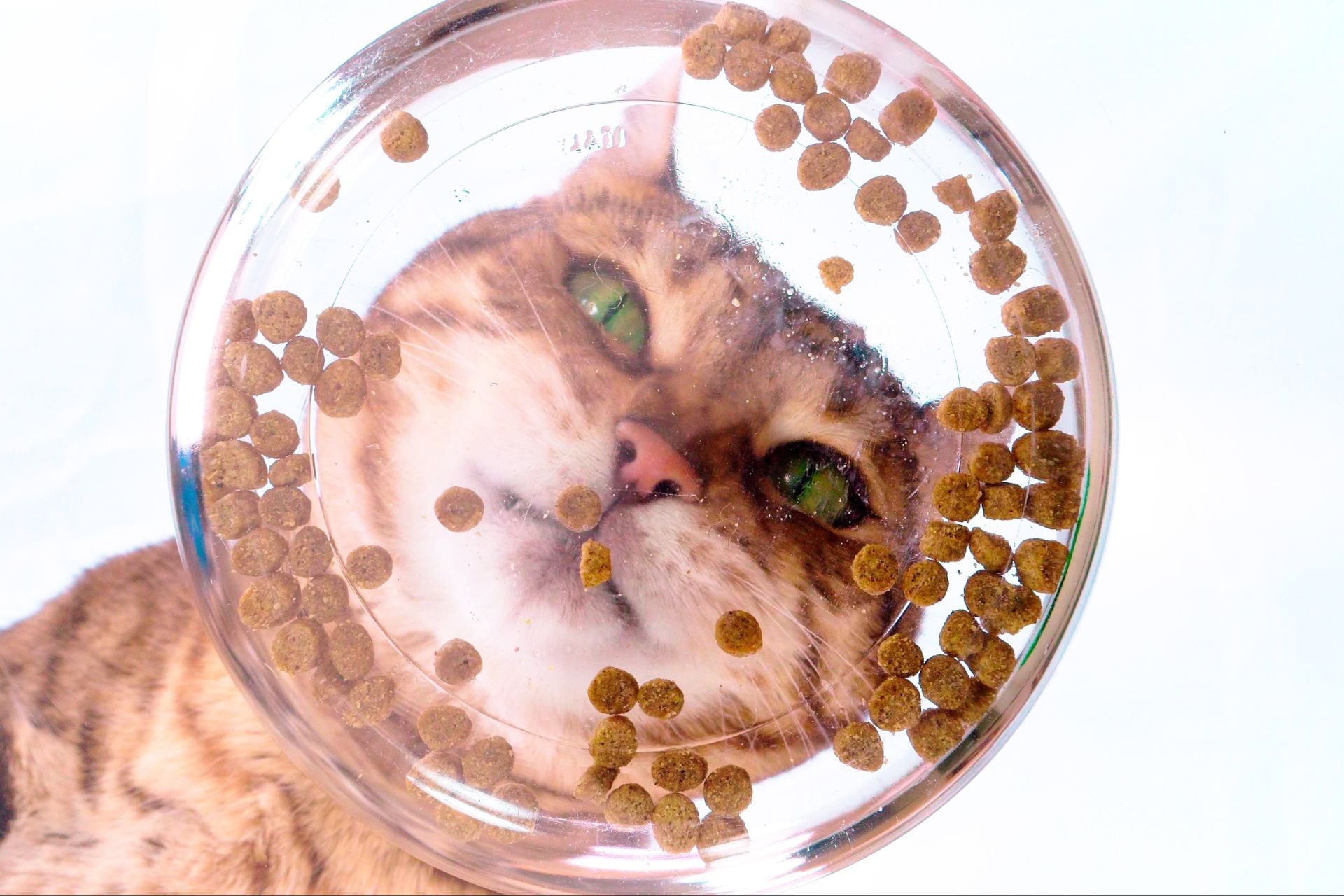 A bottom-up view of a cat eating dry food.
