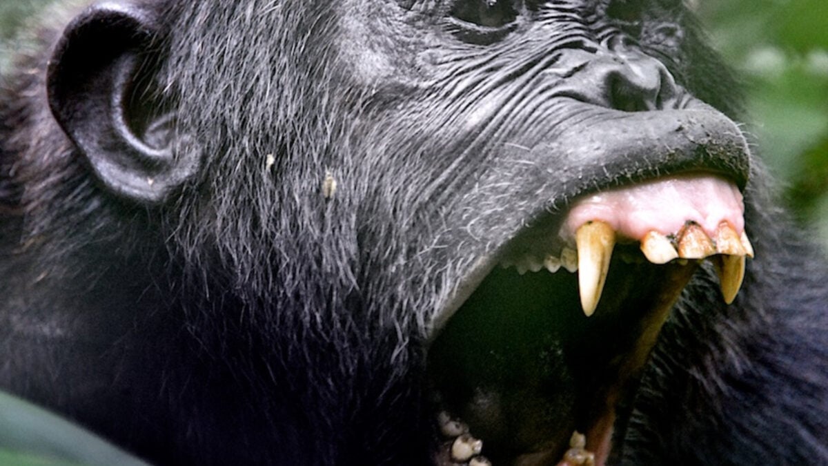 Chimpanzees Are Murdering Their Former Friends, and…