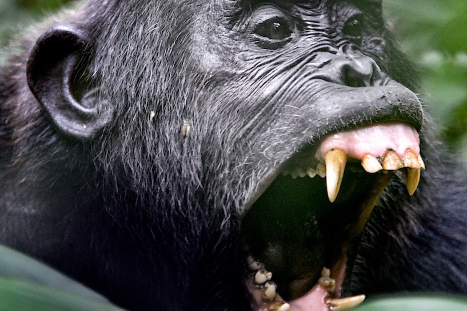 a chimpanzee in Kibale, Uganda.