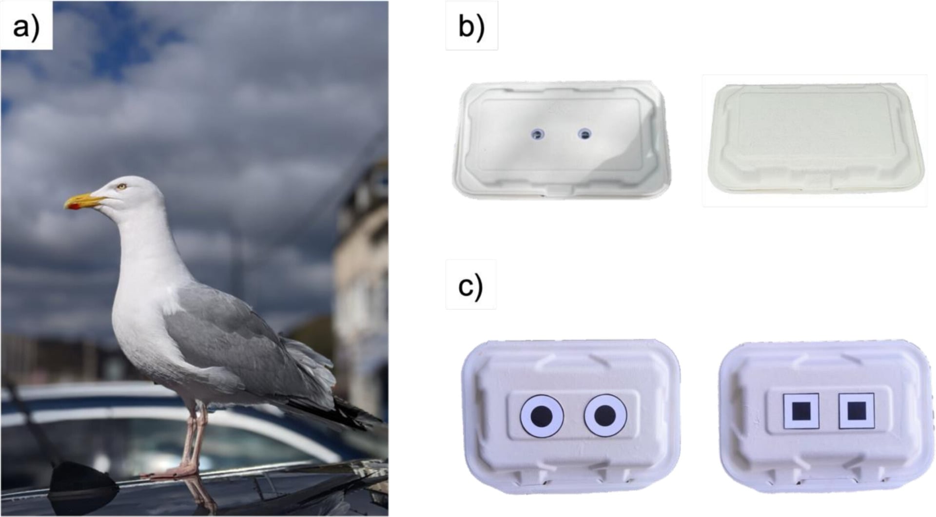 An adult European herring gull, and the various takeout boxes used in the experiment. 