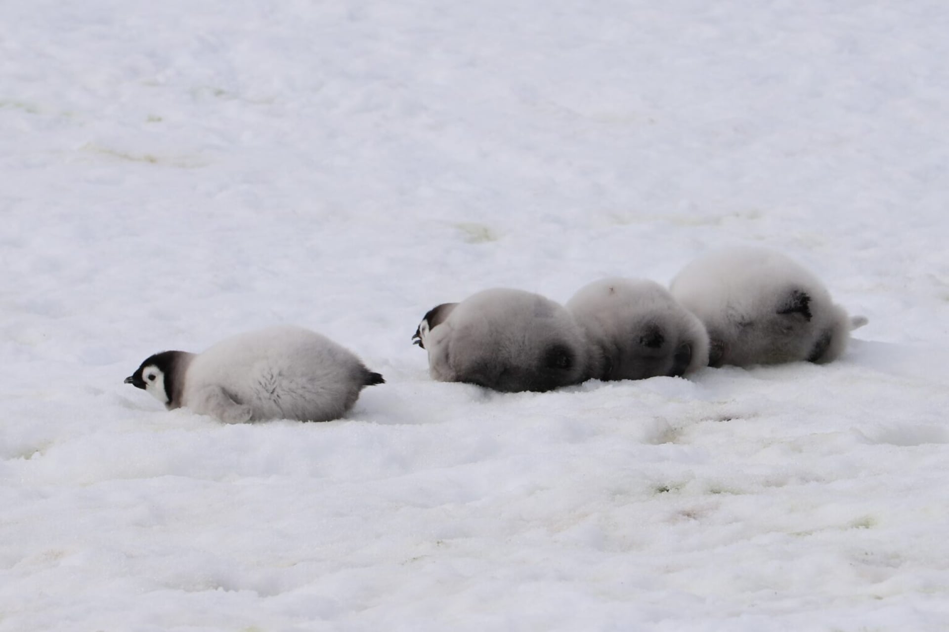 Fluffy, non-waterproof emperor penguin chicks need the protection of fast, solid sea ice.
