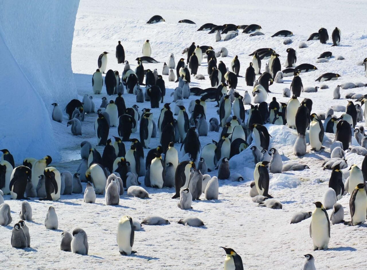 Emperor Penguin Chicks On Rothschild Island