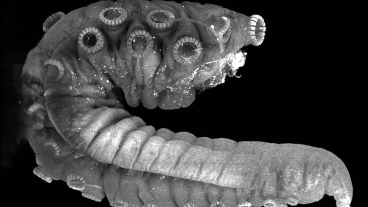 The Octopus Penis Arm Doesn't Just Deliver Sperm—It Sniffs Out the Sweet Spot