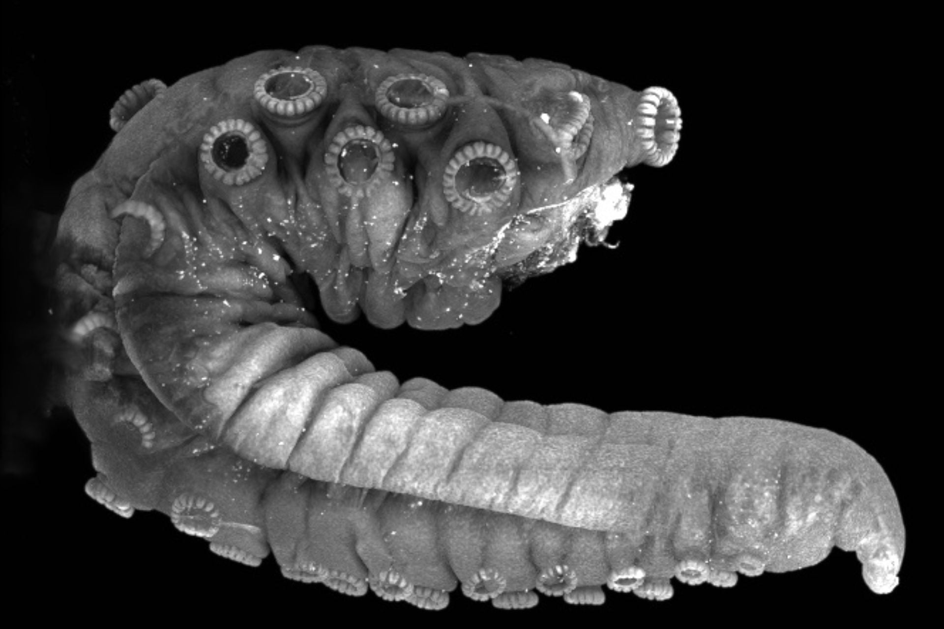 A visualization of neurons (in white) in the hectocotylus of a wild-caught California two-spot octopus.