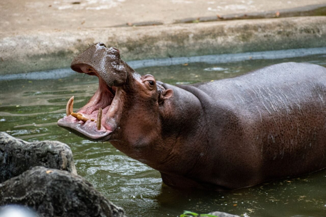 Hippo