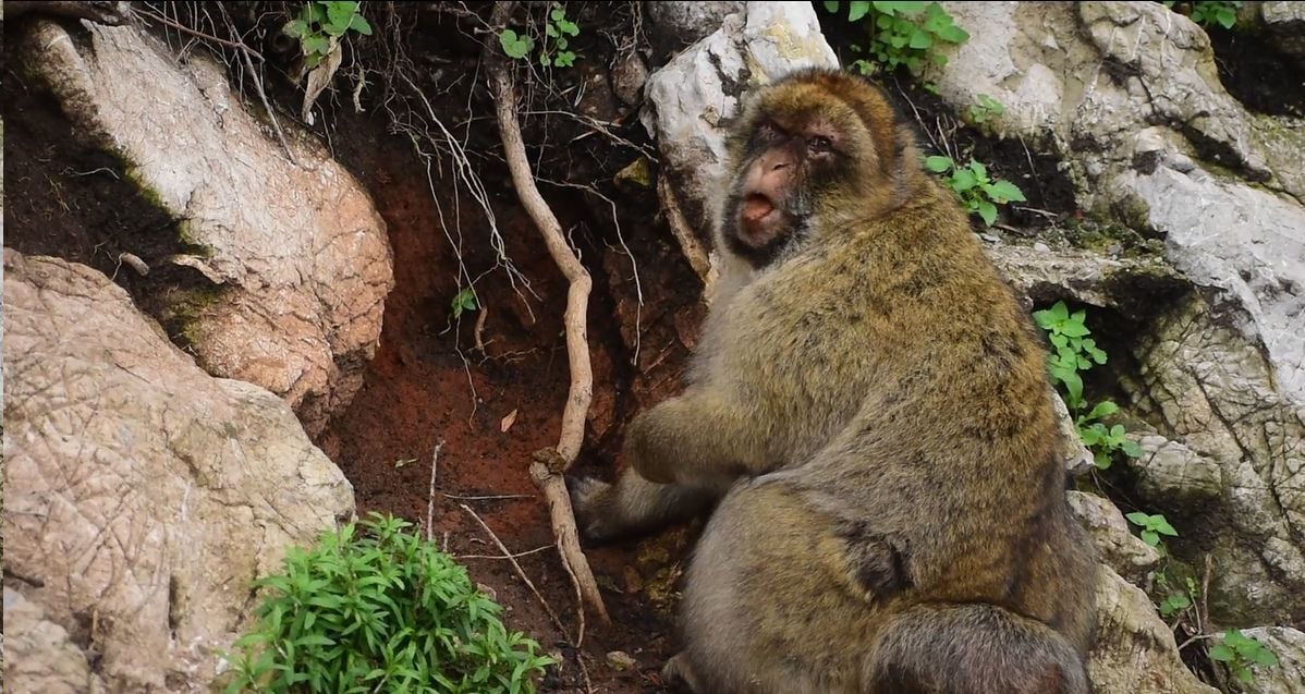 Macaque Dirt Eating