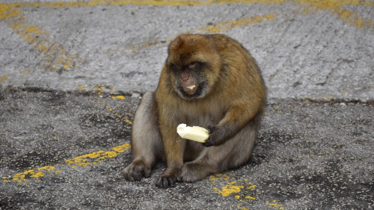 Scientists Figured Out Why These Monkeys Eat Dirt. The Key Is Tourists