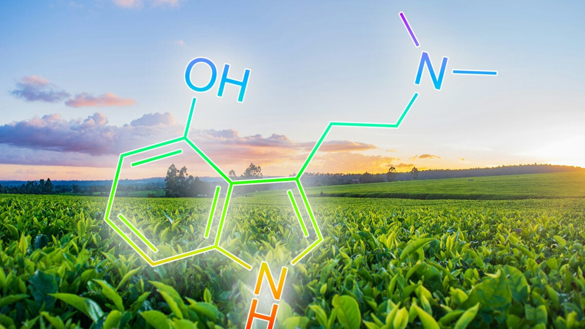 Researchers Discover How to Add Psilocybin, DMT, and Other Psychedelics to Tobacco