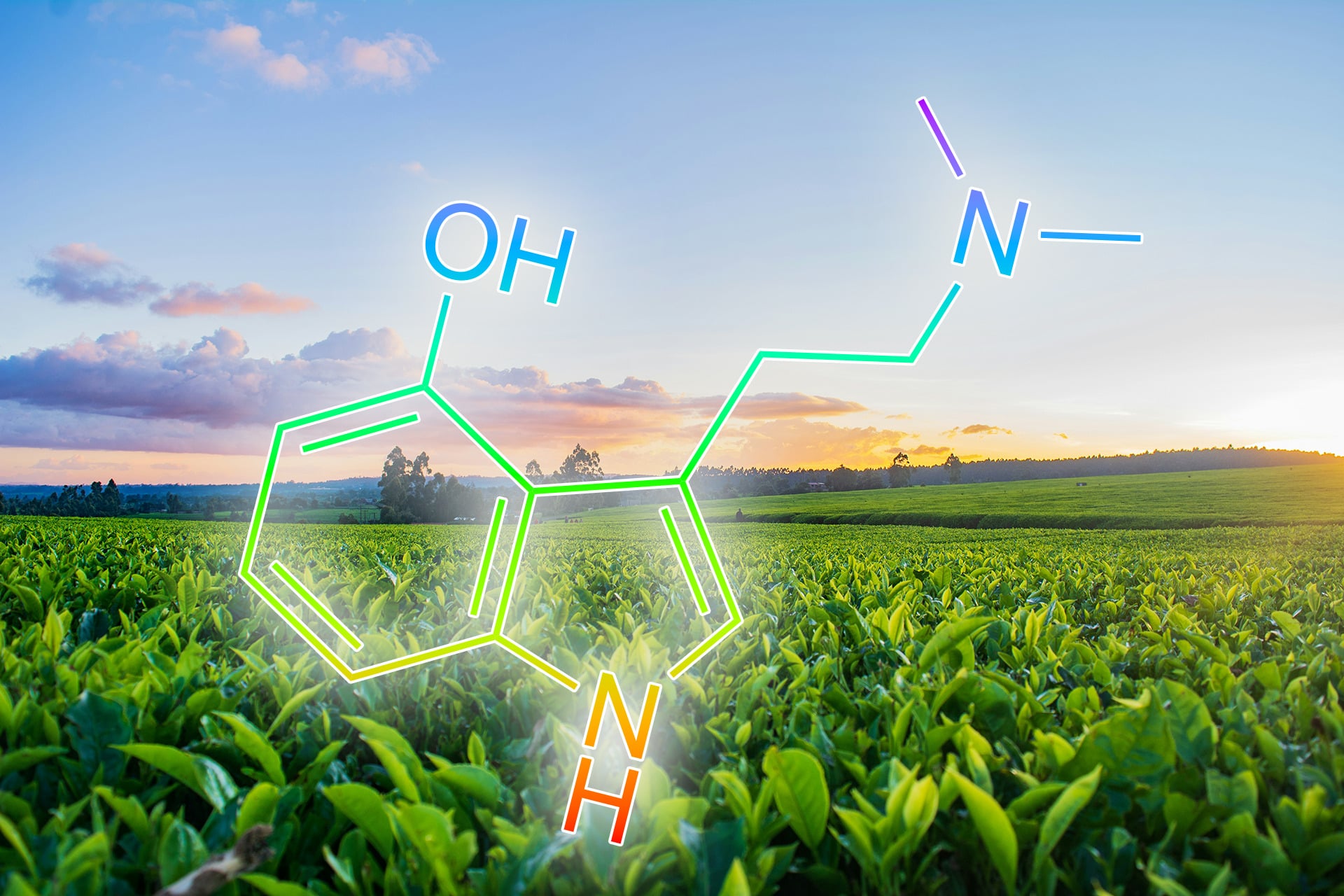 Psilocin molecule and tobacco field