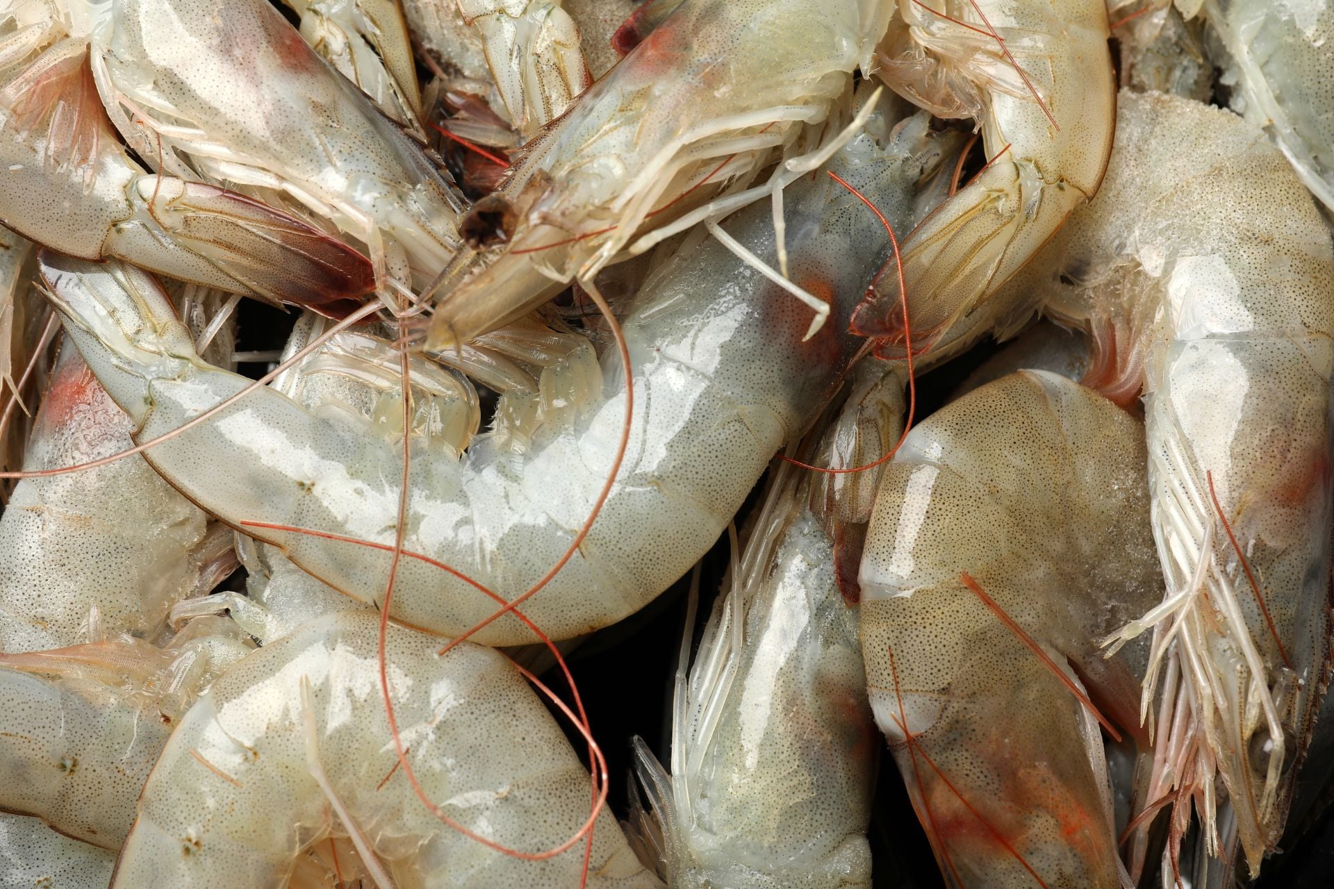 CMNV has been found in shrimp and dozens of other aquatic species.
