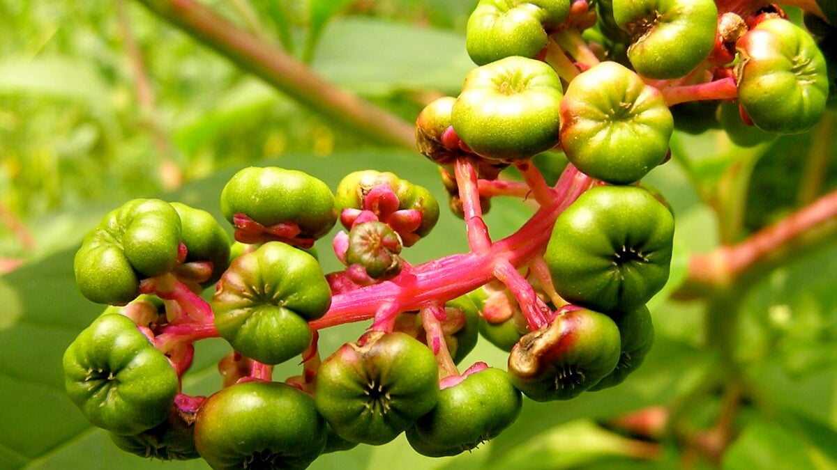 Dragonberry Weed Could Help Scientists Extract Rare-Earth Metals From Polluted Soil
